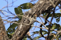 Leiopicus mahrattensis