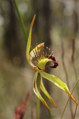 Caladenia corynephora