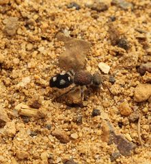 Ephutomorpha pacificatrix