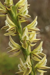 Prasophyllum brownii