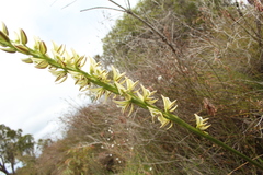 Prasophyllum brownii