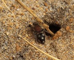 Ephutomorpha pacificatrix