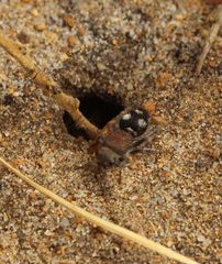 Ephutomorpha pacificatrix