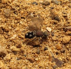 Ephutomorpha pacificatrix