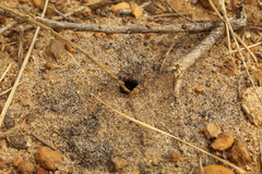 Ephutomorpha pacificatrix