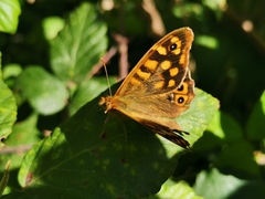 Pararge aegeria
