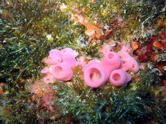 Haliclona mediterranea