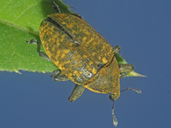 Larinus sturnus