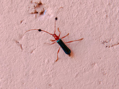 Paromoeocerus