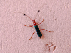 Paromoeocerus