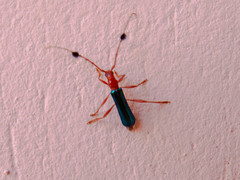 Paromoeocerus