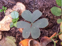 Oxalis bipartita