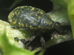 Larinus sturnus