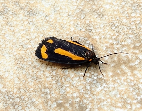 Brycea triplaga