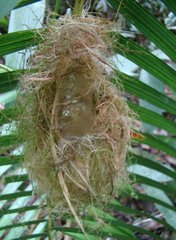 Aethopyga temminckii