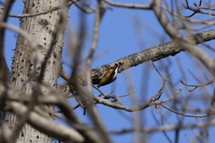 Chrysocolaptes festivus