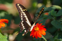 Heraclides thoas