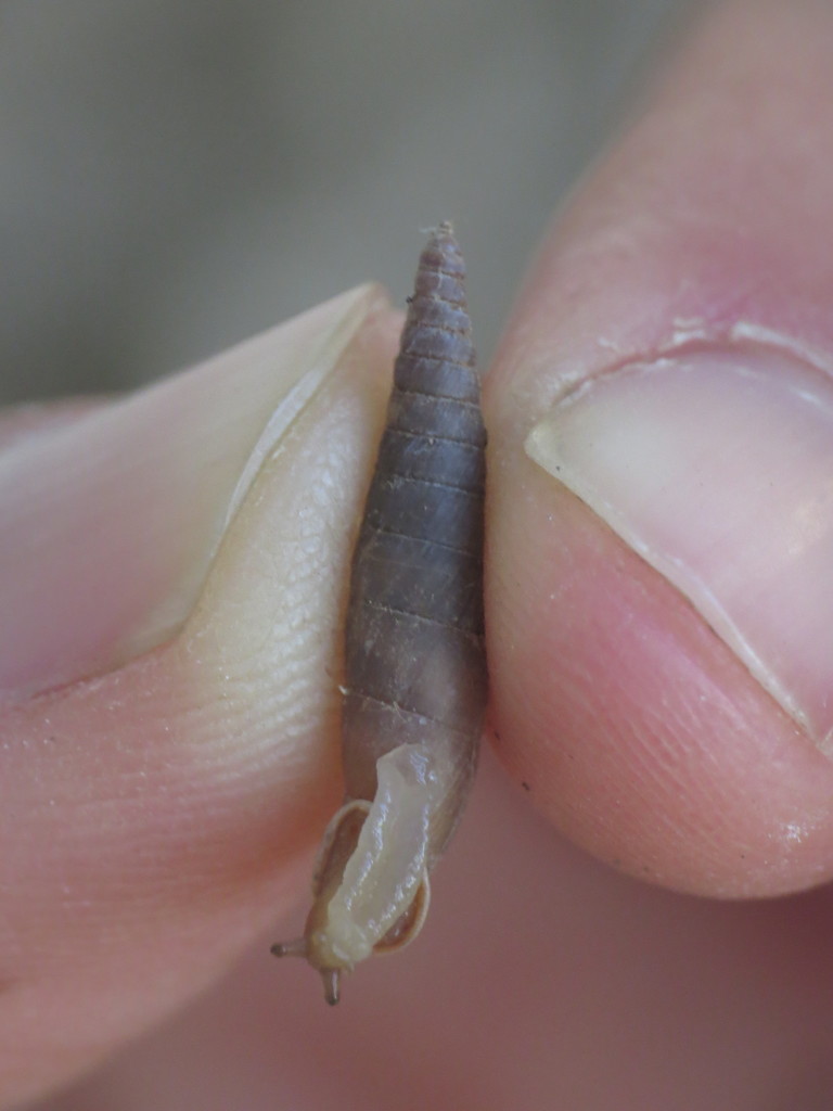 Cochlodina kuesteri