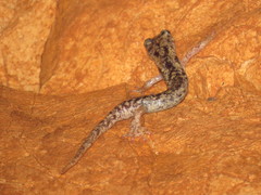 Speleomantes supramontis