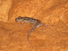Speleomantes supramontis