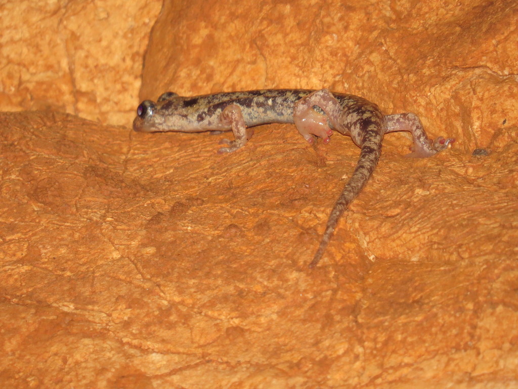 Supramonte Cave Salamander