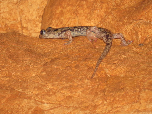 Supramonte Cave Salamander, Speleomantes supramontis