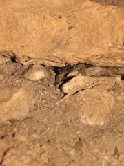 Speleomantes supramontis