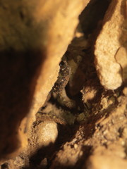 Speleomantes supramontis