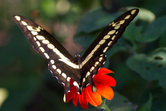 Heraclides thoas