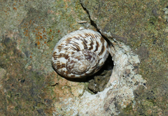 Marmorana muralis