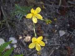 Linum thunbergii