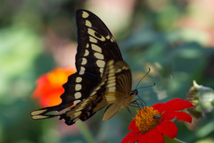 Heraclides thoas
