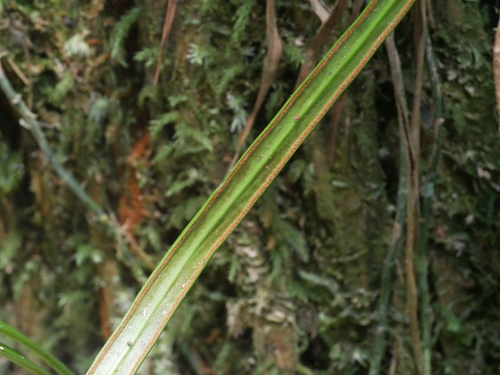 Image of Haplopteris flexuosa by (c) Jacy Chen, some rights reserved (CC BY)