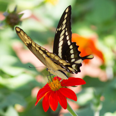 Heraclides thoas