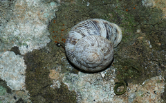 Marmorana muralis