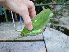 Pseudophyllus hercules