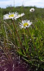 Erigeron hyssopifolius