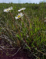 Erigeron hyssopifolius