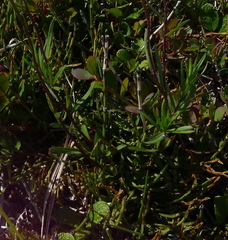 Erigeron hyssopifolius