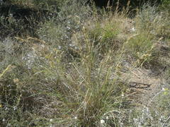 Cymbopogon pospischilii