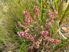 Erica setacea
