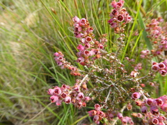 Erica setacea