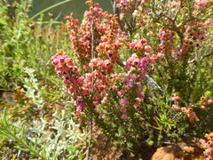 Erica setacea