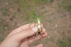 Ornithogalum sigmoideum