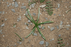 Ornithogalum sigmoideum