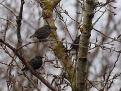 Sturnus vulgaris