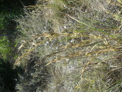 Cymbopogon pospischilii