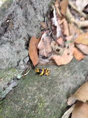 Dendrobates leucomelas
