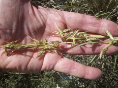 Cymbopogon pospischilii
