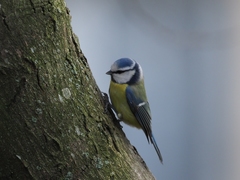 Cyanistes caeruleus